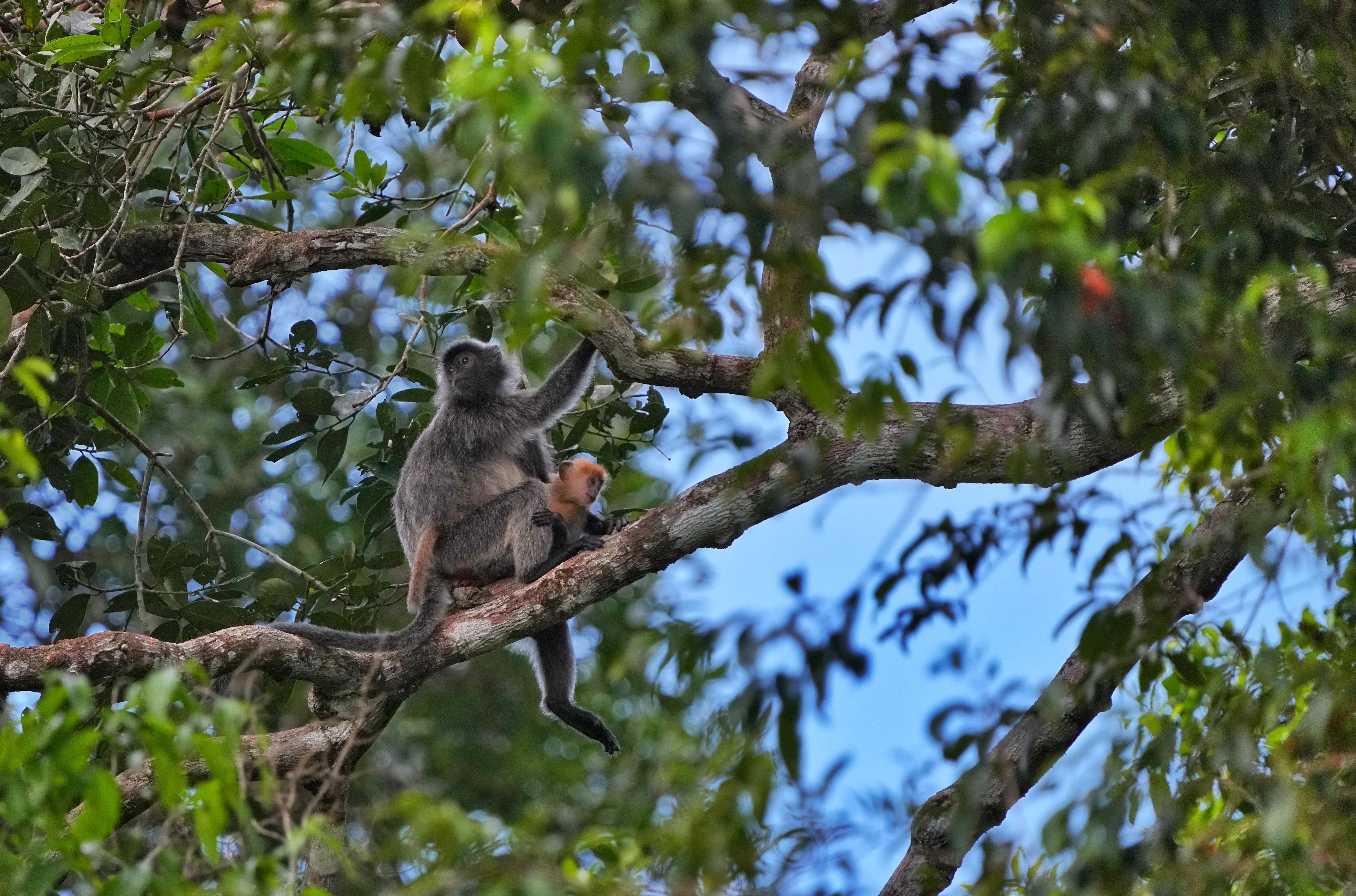 !!!Silver Leaf Monkey and young by the riverside - Surya Ramachandran and Vedant Thite    