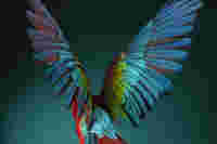 Bird Scarlet Macaw spreads wings CLOSER ID 1230580