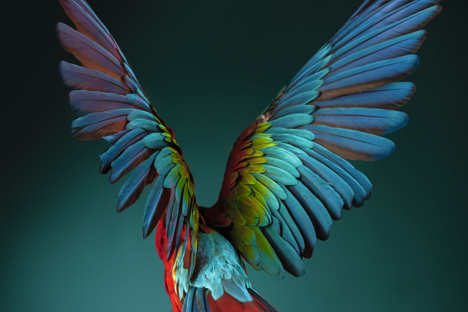 Bird Scarlet Macaw spreads wings CLOSER ID 1230580
