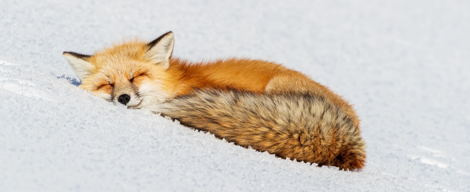 A fox is enjoying the winter sunshine during an afternoon nap in Yellowstone National Park. Image by Cindy Godell