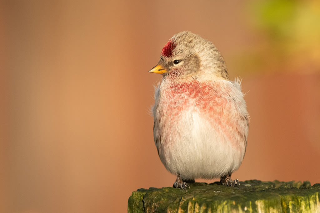 !!!Male Mealy Redpoll by Brydon Thomason - Autumn birding with the 115-mm objective module 