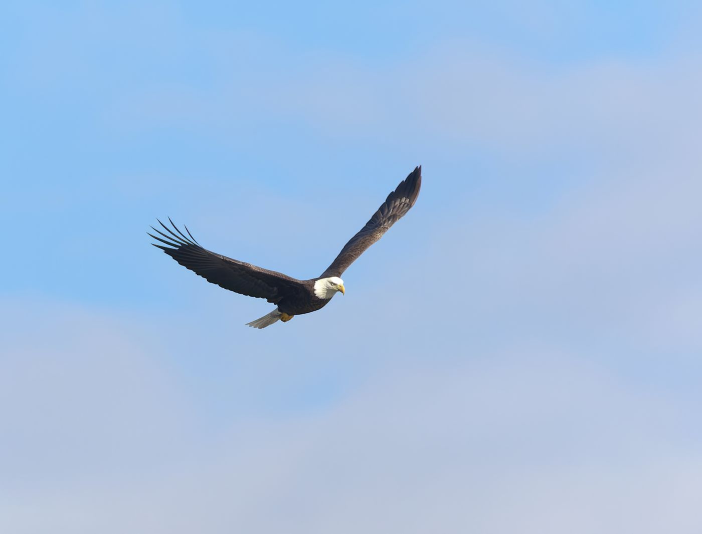 Bald Eagle at Conowingo Dam, USA. 