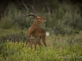 !!! Annette Oelofs - common impala