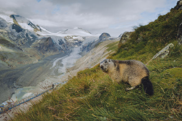 !!!Nature Explorers: Melanie Hahn Staycation Hohe Tauern + marmot 20 