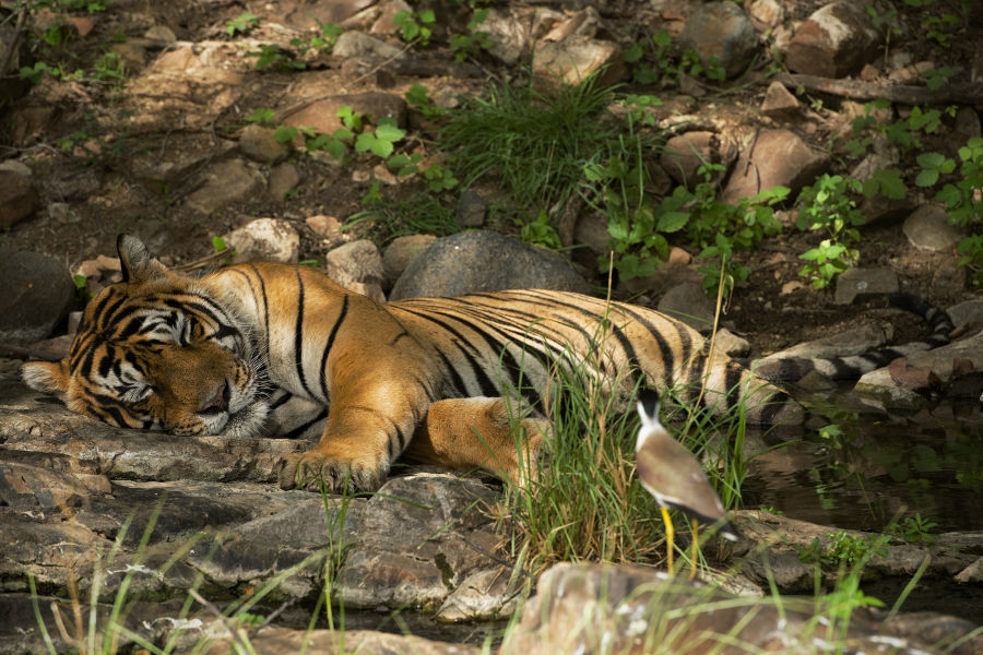 Wild tiger sleeping India, by The SUJÁN Life 