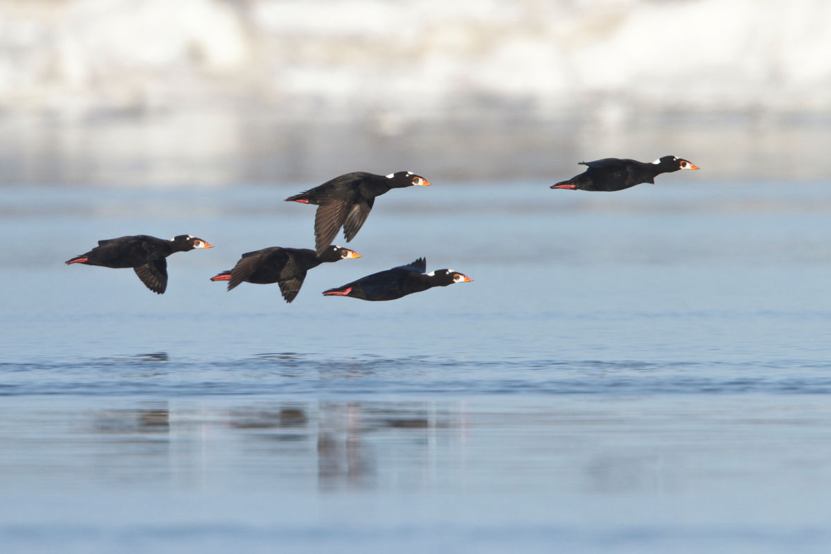 Surf Scoter by Glenn Bartley