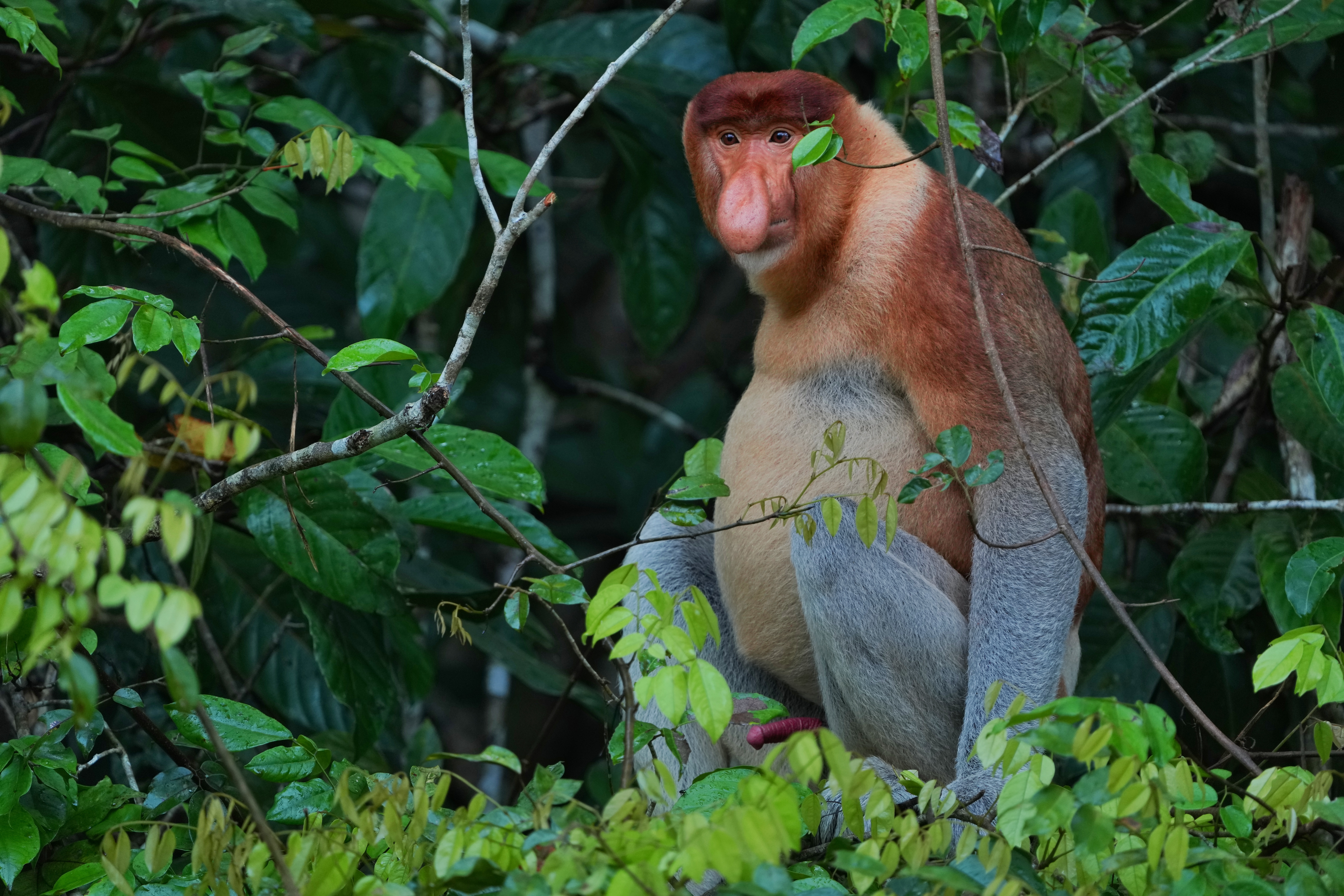 !!!The strangest of all primates - Proboscis monkey - Surya Ramachandran and Vedant Thite    