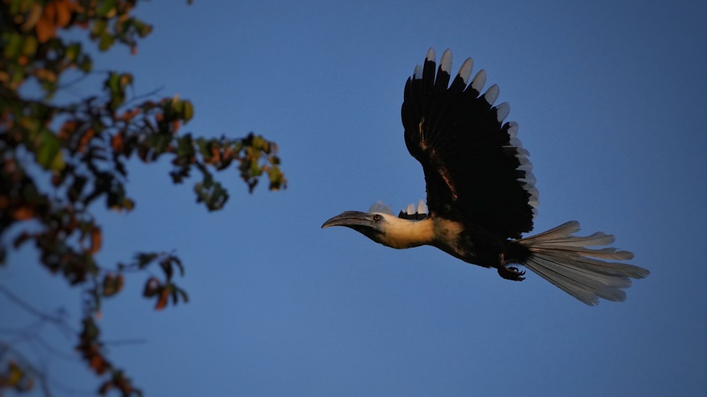 !!!A male white-crowned hornbill - Surya Ramachandran and Vedant Thite