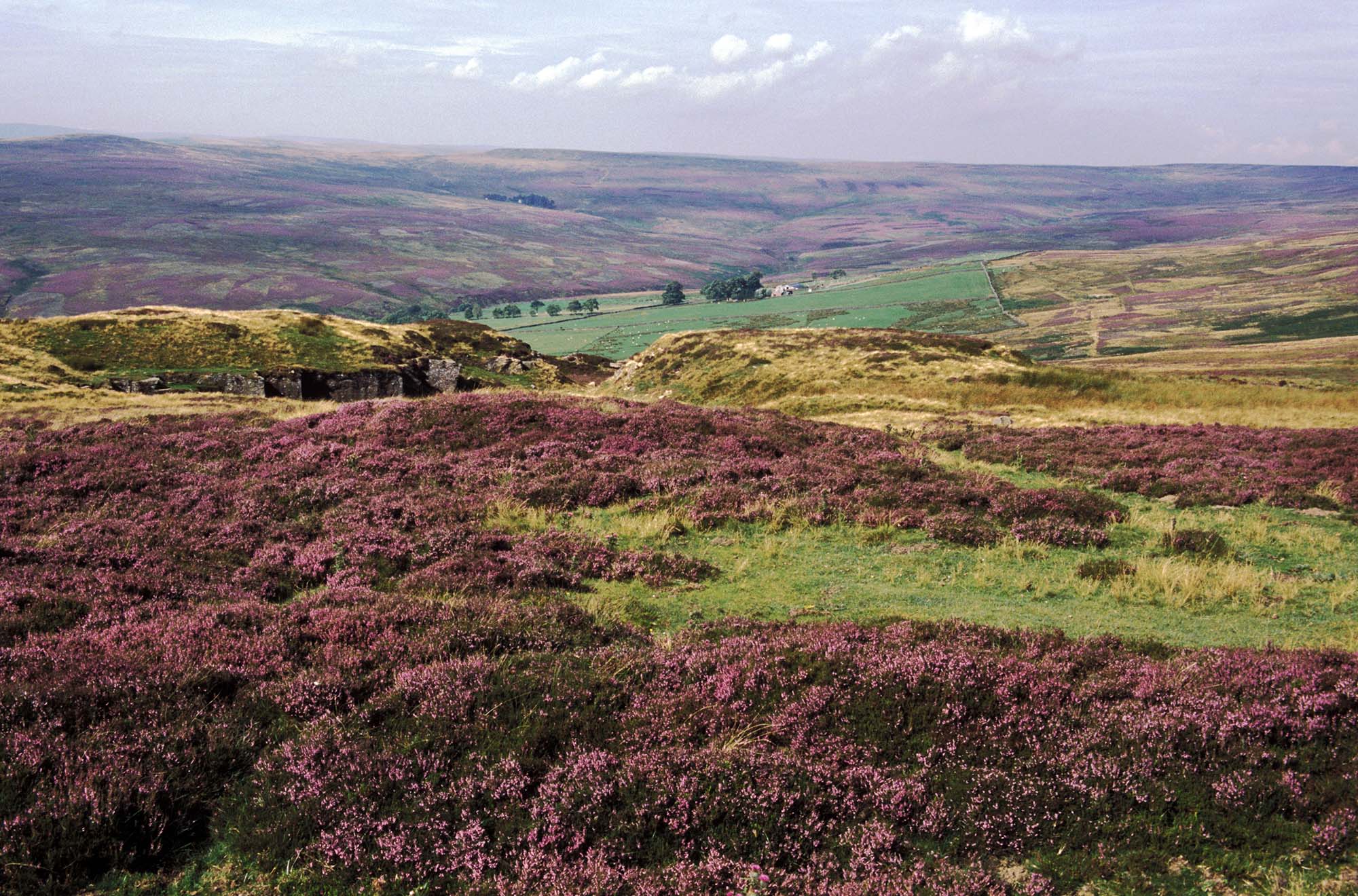 Moorland heather landscape