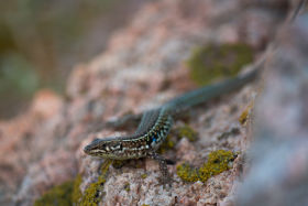 Nature Explorers: Andrea Benvenuti - Bedriaga’s rock Lizard