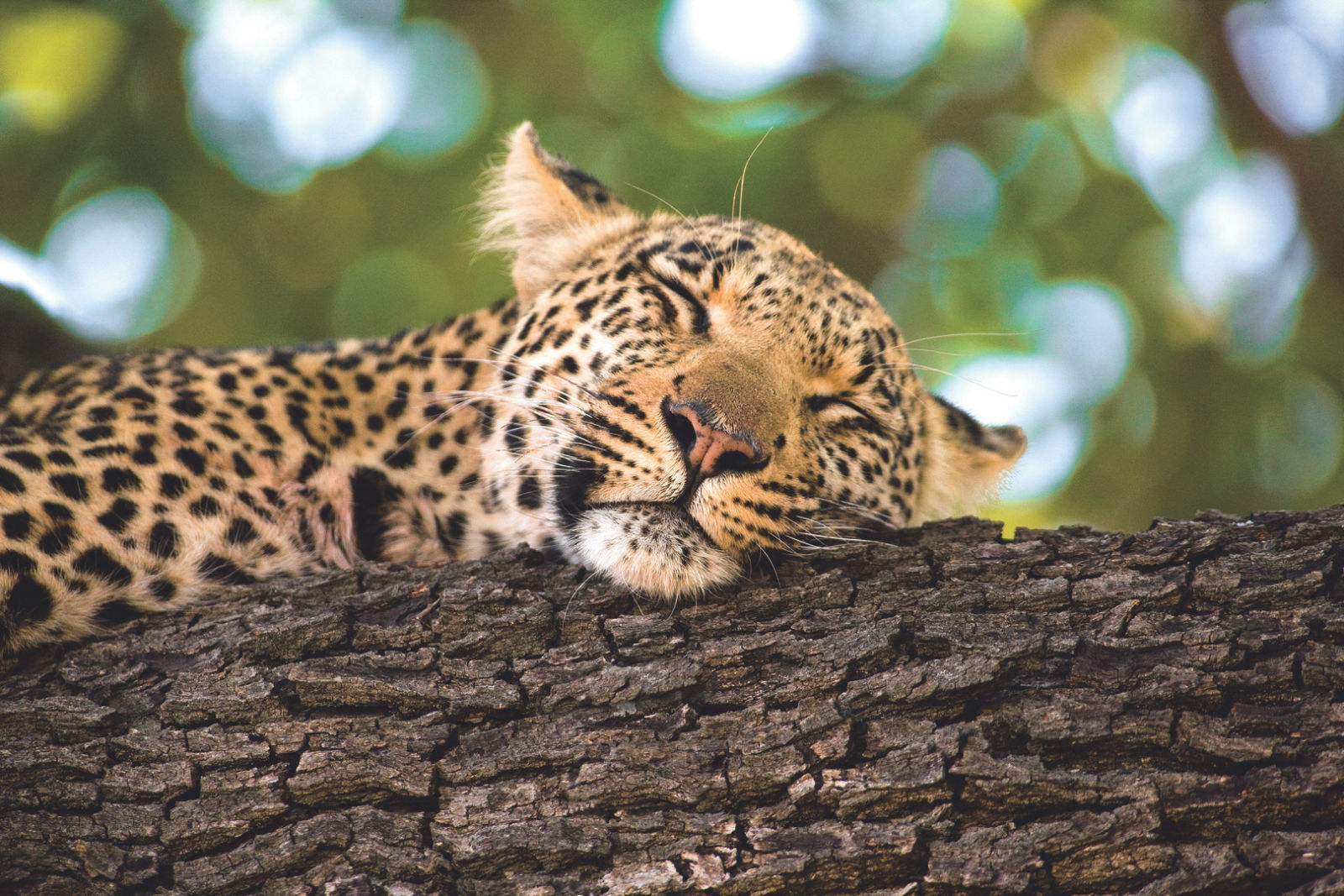 Leopard, wildlife, Botswana, nature and species conservation
