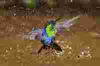 K15 Violet-crowned Woodnymph - 09 ID: 763838