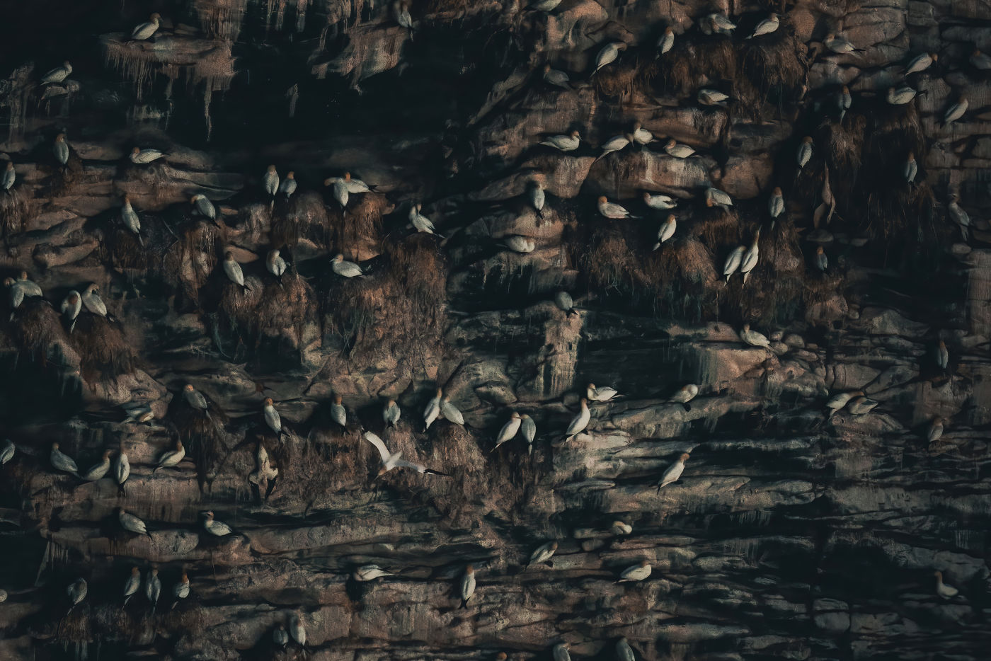 Nature Explorers: gannets on rocks by Jan Bjorge
