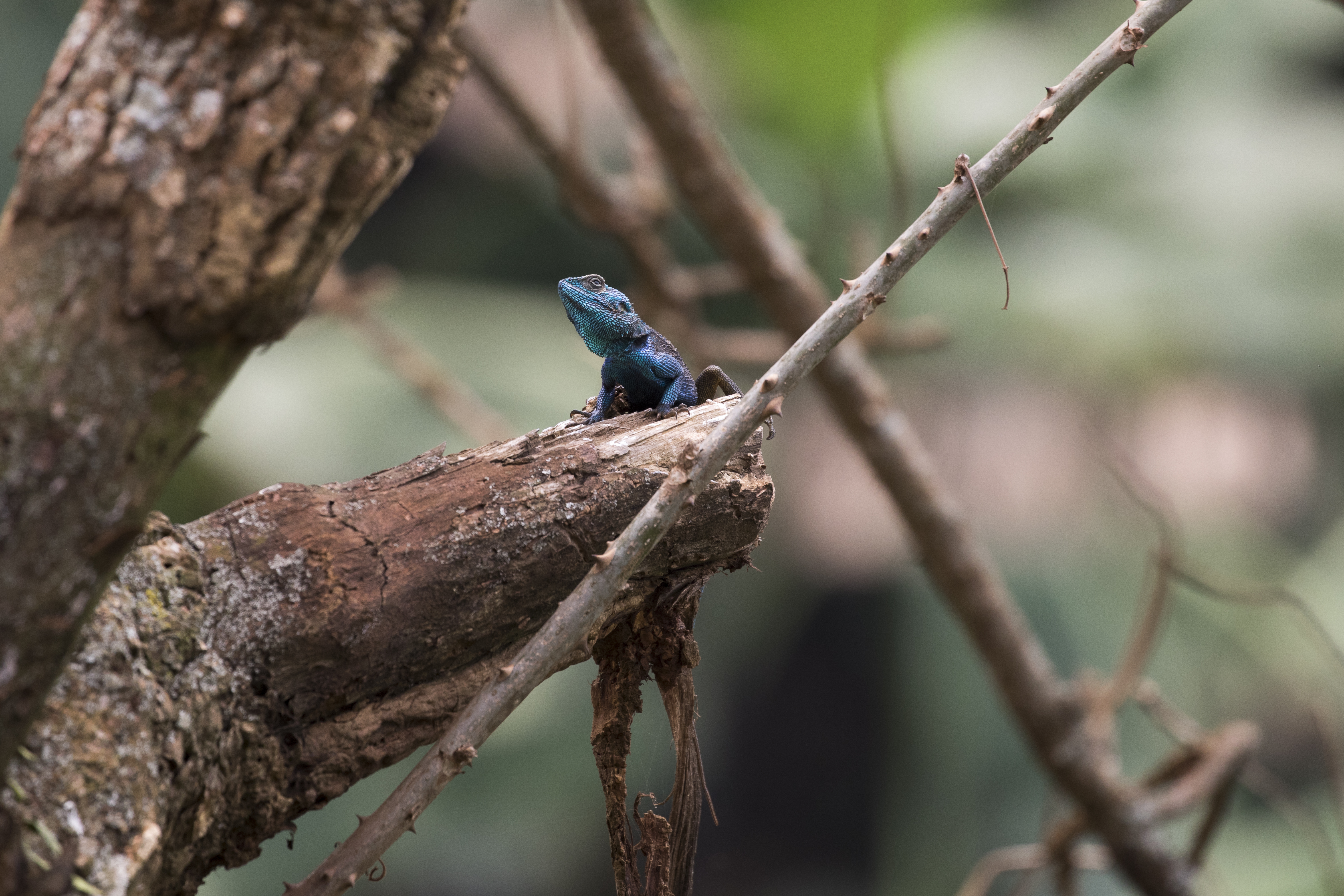 !!! Rick Bateman Tree Agama