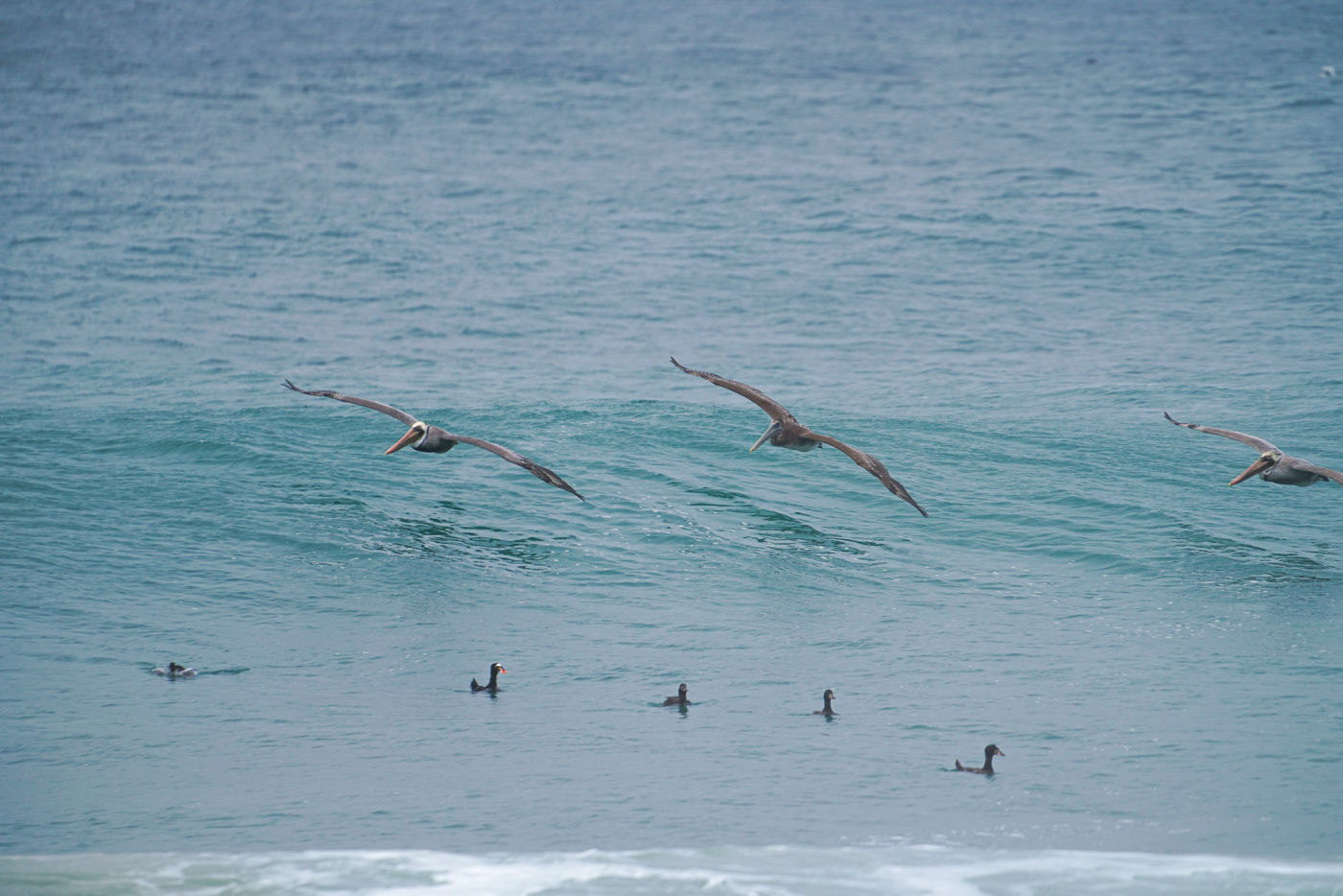 California Brown Pelicans (Pelecanus occidentalis californicus) + Surf Scoters by Charles Post