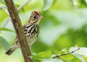 A colorful Ovenbird perched in a wooded area in Pennsylvania in July 2015. 