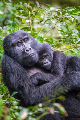 Closer 2022 - 4 fierce guides /B/O - Mountain Gorilla in Bwindi Impenetrable forest
