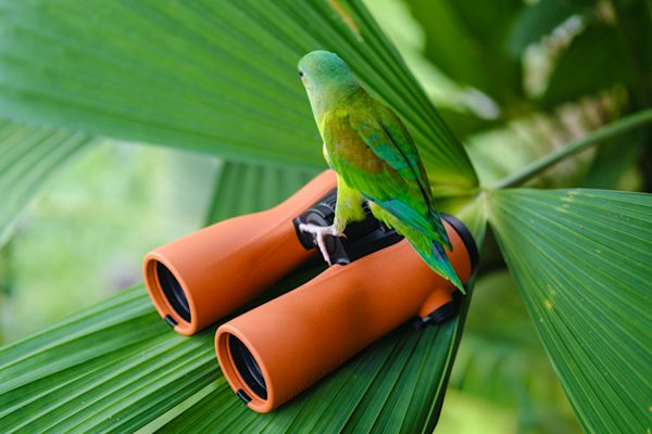 Lilly’s Journey into the Heart of the Forest - B/O - THIRD