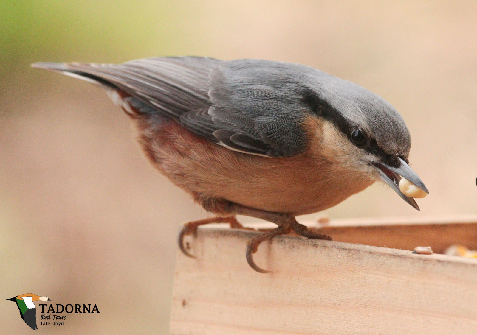 !!!nuthatch 2