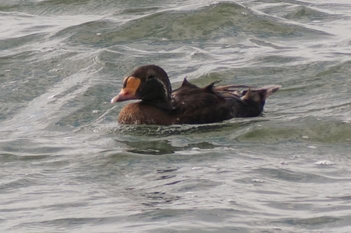 A male King Eider in eclipse plumage distinguished by the ‘sails’, yellow lobe and bill shape.