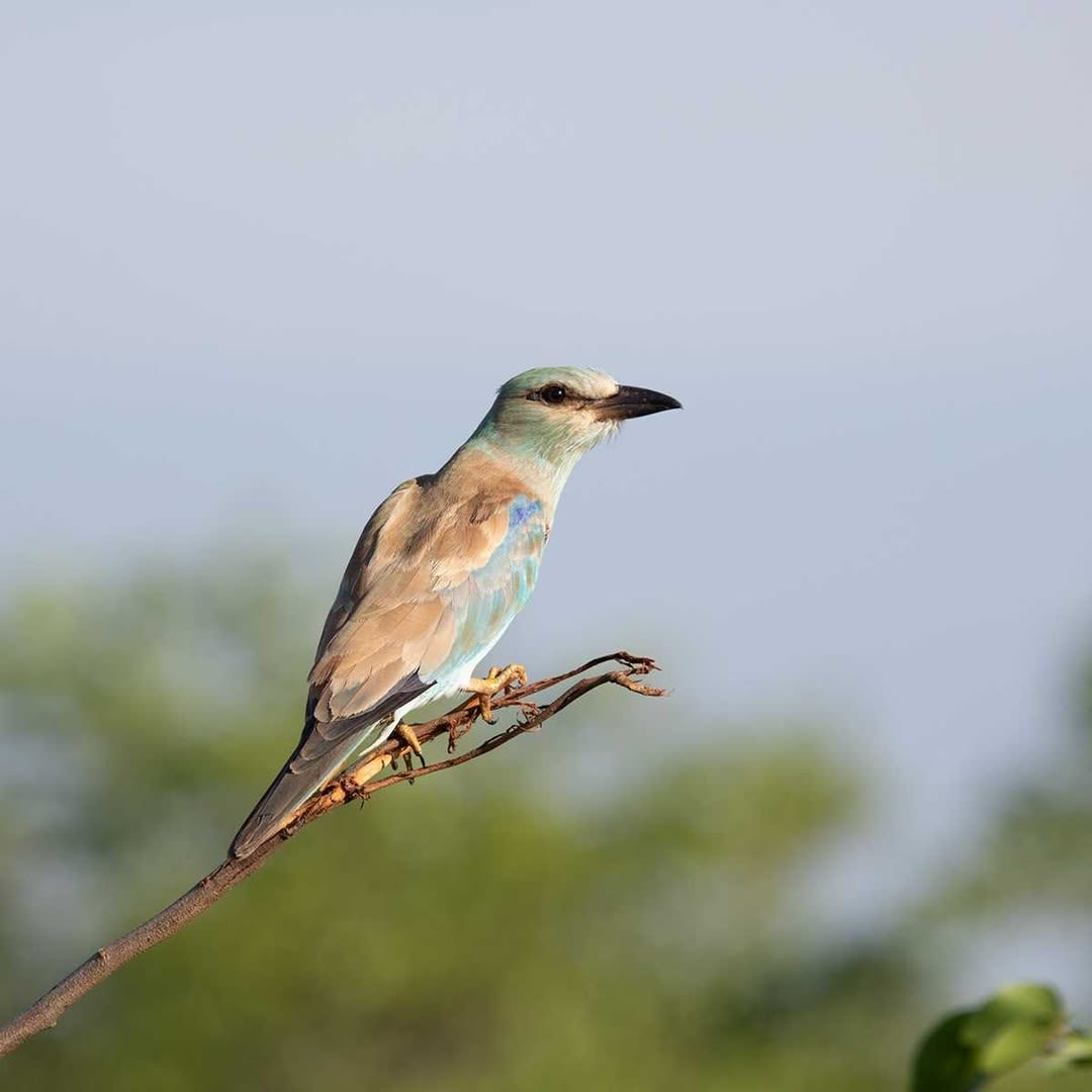 European Roller (Coracias garrulus) at Balule Nature Reserve by Andrew de Blocq