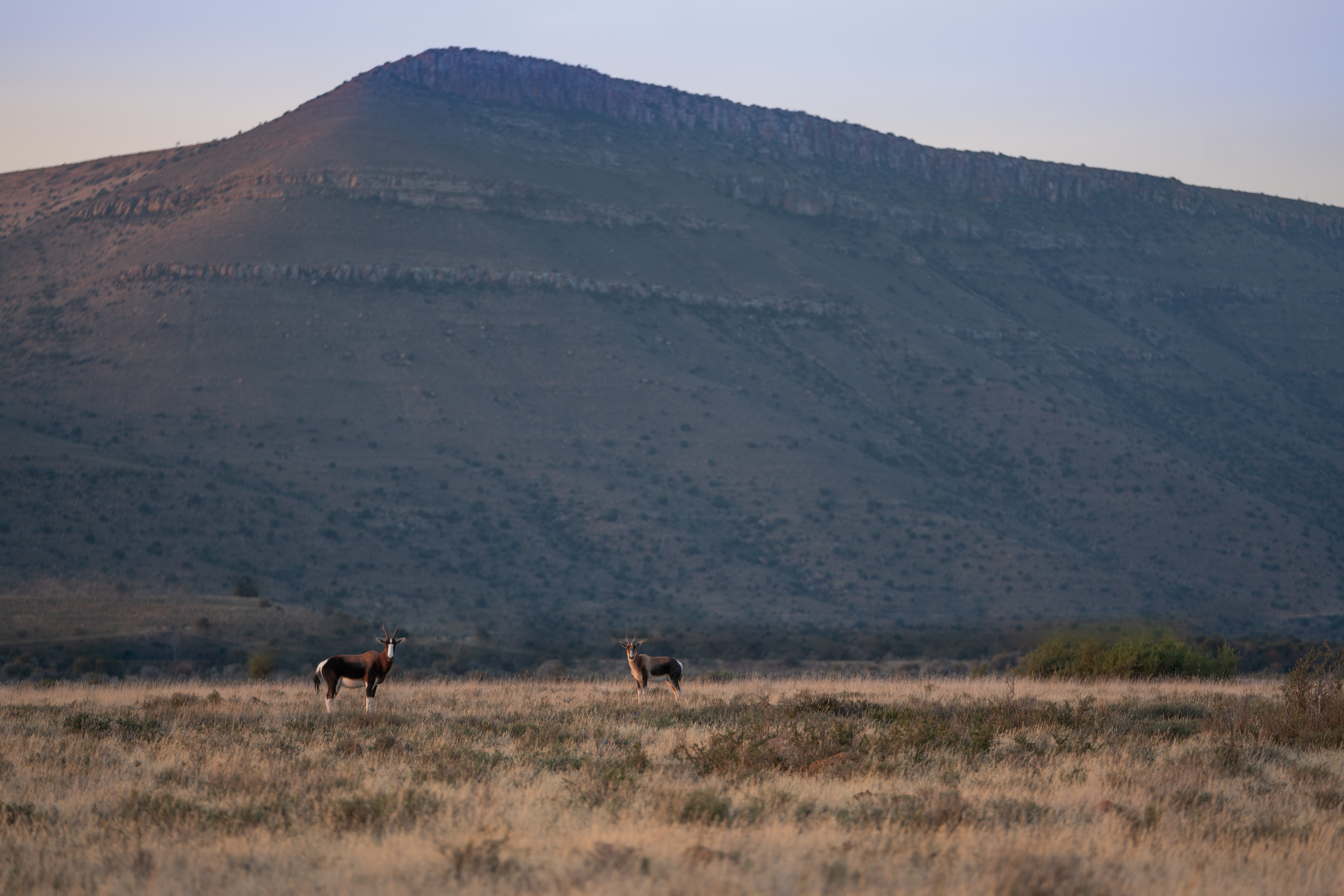 Vaal Rhebok, Winterberg South Africa 