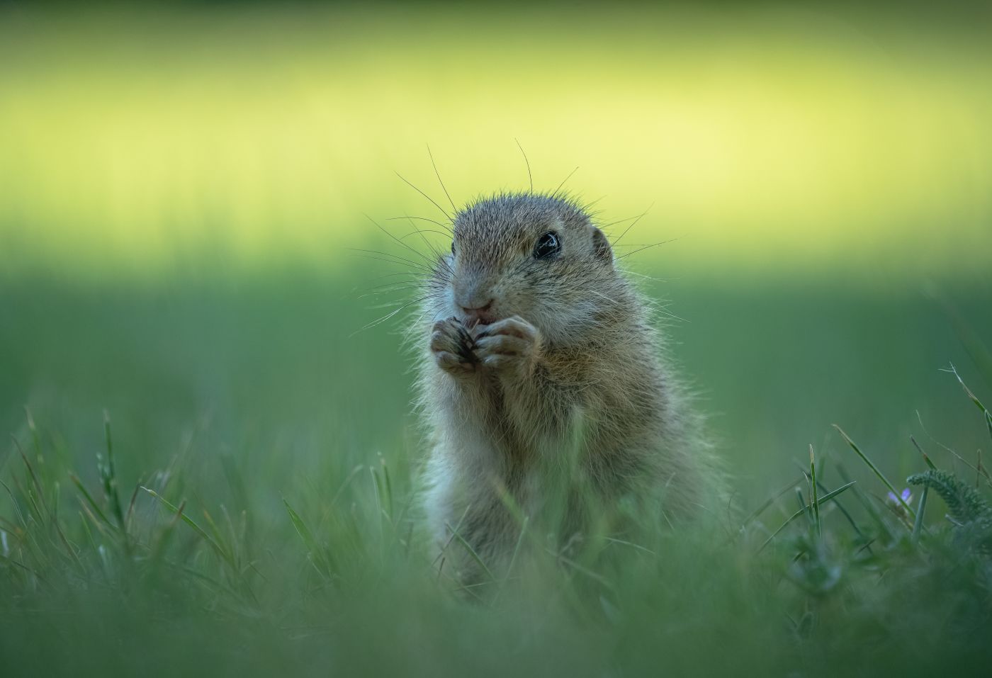 ground squirrel in the grass eating with it's hands by Andreas Hütten