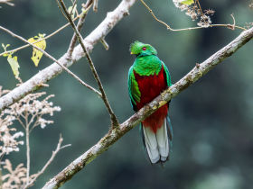 Crested Quetzal subtropics N Ecuador Nick Athanas 35361065433 44ae56dc5a o