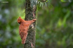 gliding Colugo Borneo