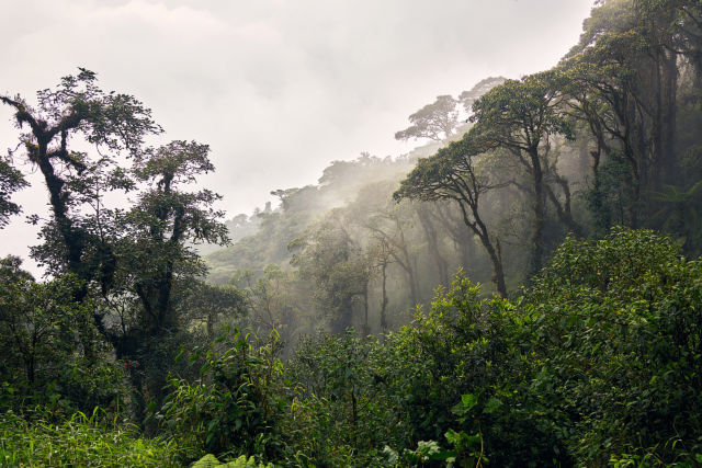Ecuador Rain Forest 1576037