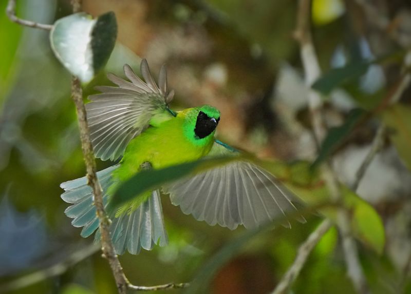 !!!A Bornean Leafbird in flight - Surya Ramachandran and Vedant Thite