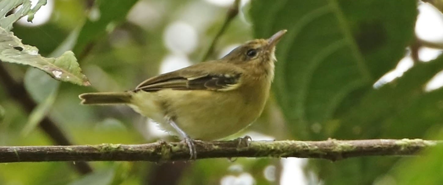 Choco Vireo (Trevor Ellery - Nature Colombia)