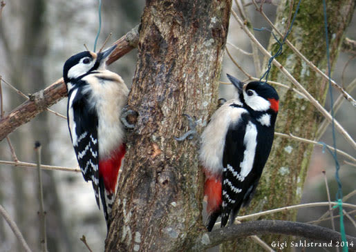 Great spotted Woodpecker - Gigi Sahlstrand 