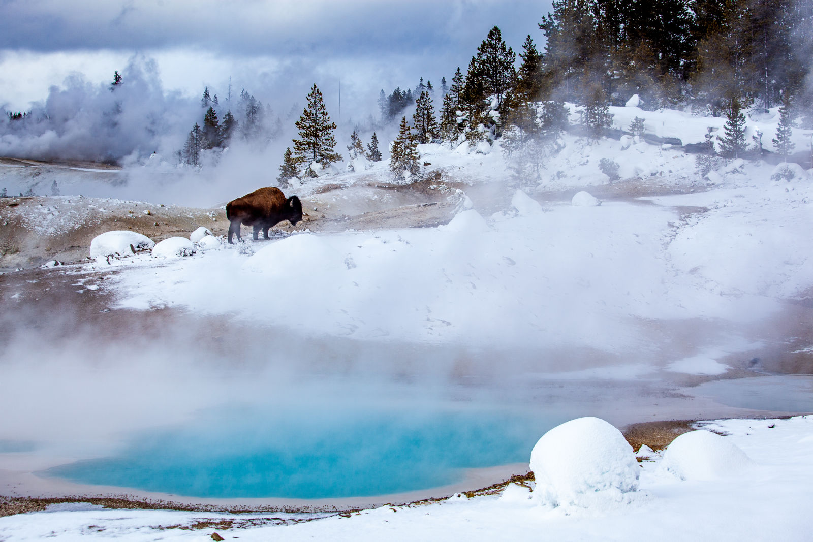 La magie de l'hiver dans le parc national de Yellowstone par