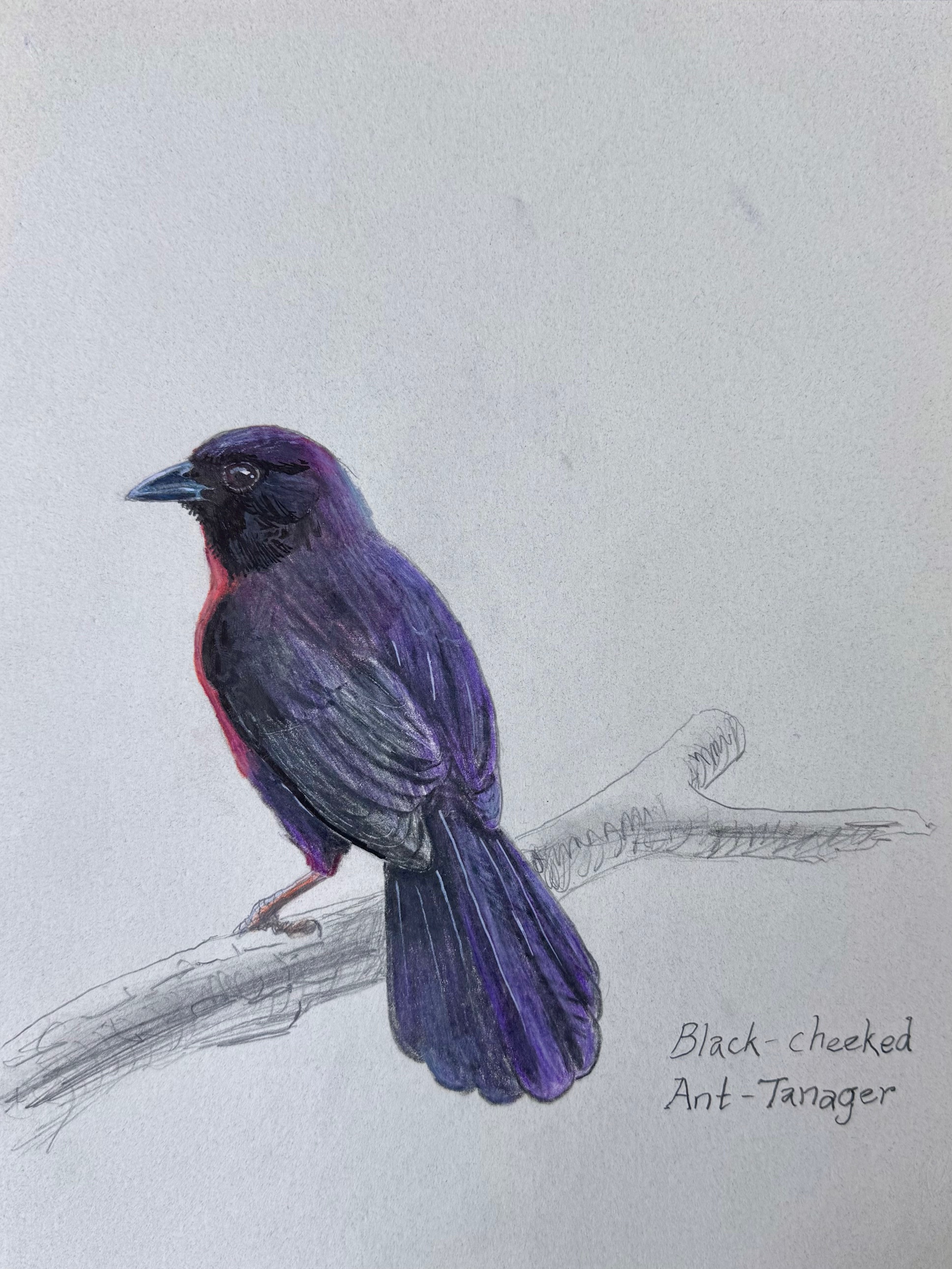 Gabriel Willow’s Costa Rica Adventure /B - Black-cheeked Ant Tanager