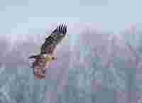Bald Eagle migration Conowingo Dam USA