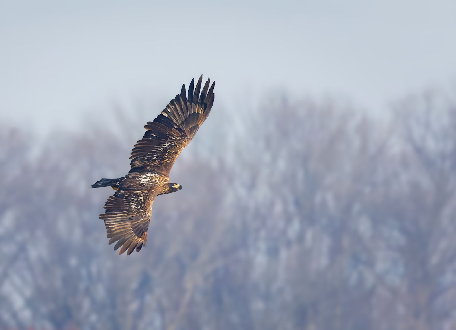 Bald Eagle migration Conowingo Dam USA 