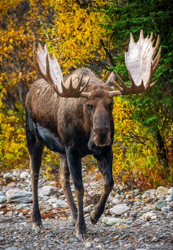 Moose Denali National Park by Nature Explorer Michael Underwood 