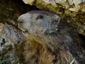 !!!Nature Explorers: Melanie Hahn Staycation Hohe Tauern + marmot looking to the left