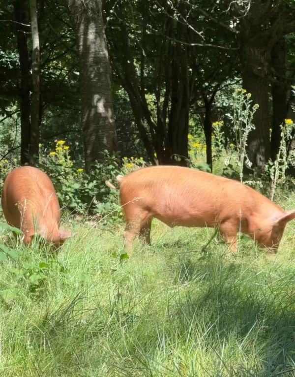Bethany Newark’s rewilding project: part two - Rewilding in Action: Pigs