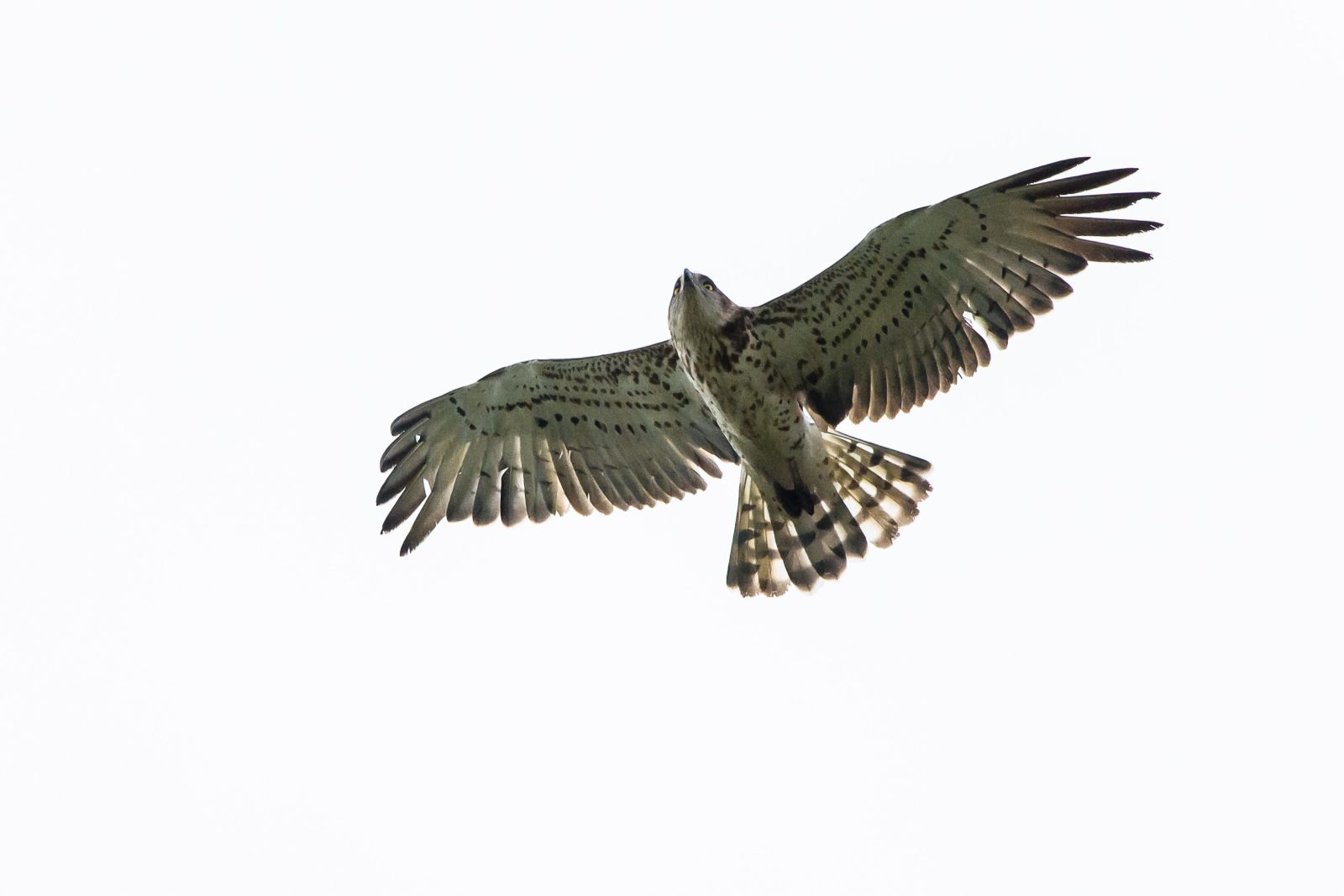 How to count 1 million raptors - Short-toed eagle folkert