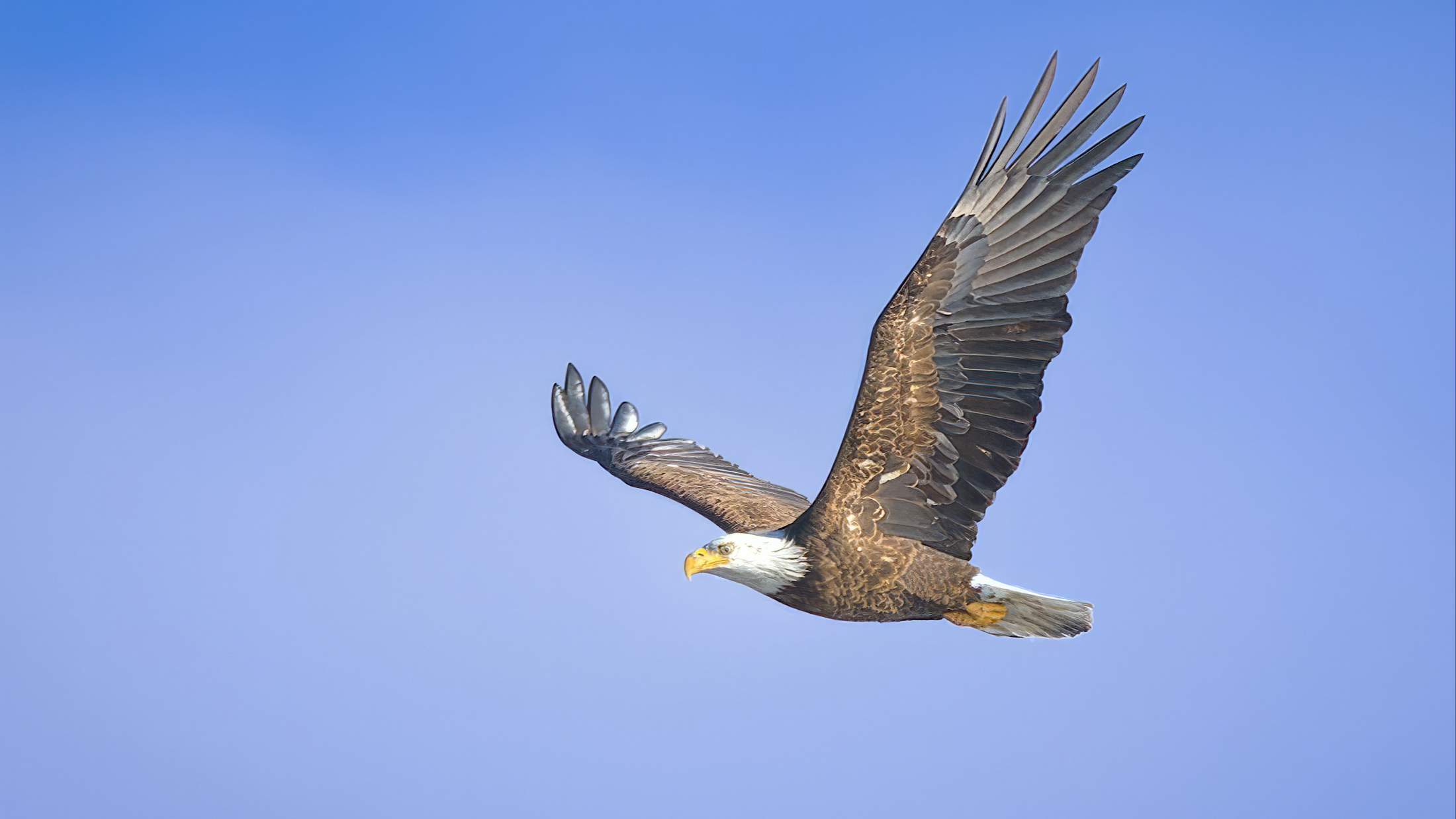 Bald Eagle Migration at Conowingo Dam