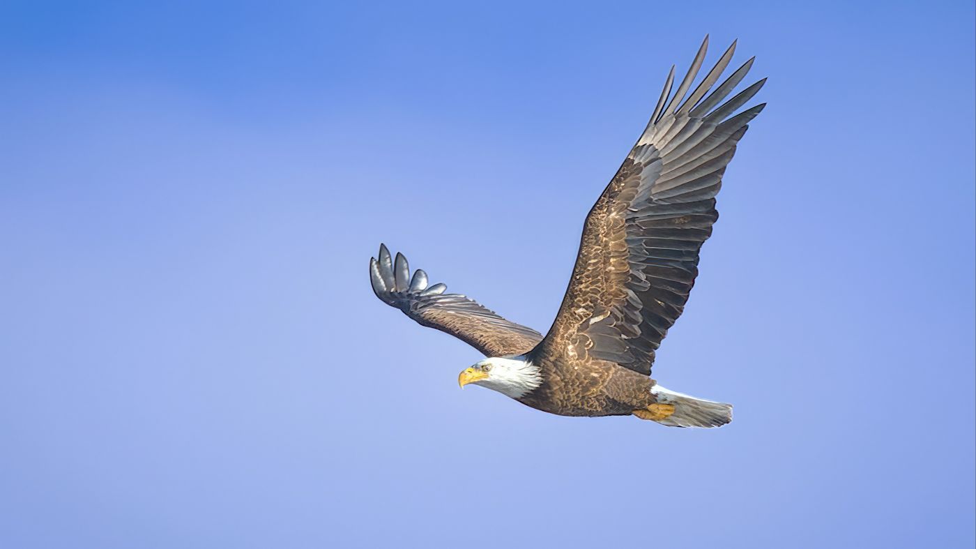 Bald Eagle flying over Conowingo Dam, USA. 