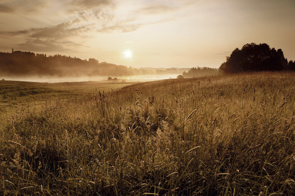 A field in golden colors. Fall in Europe