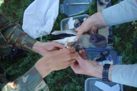 Preparing a bird for tagging (c) Paul Donald