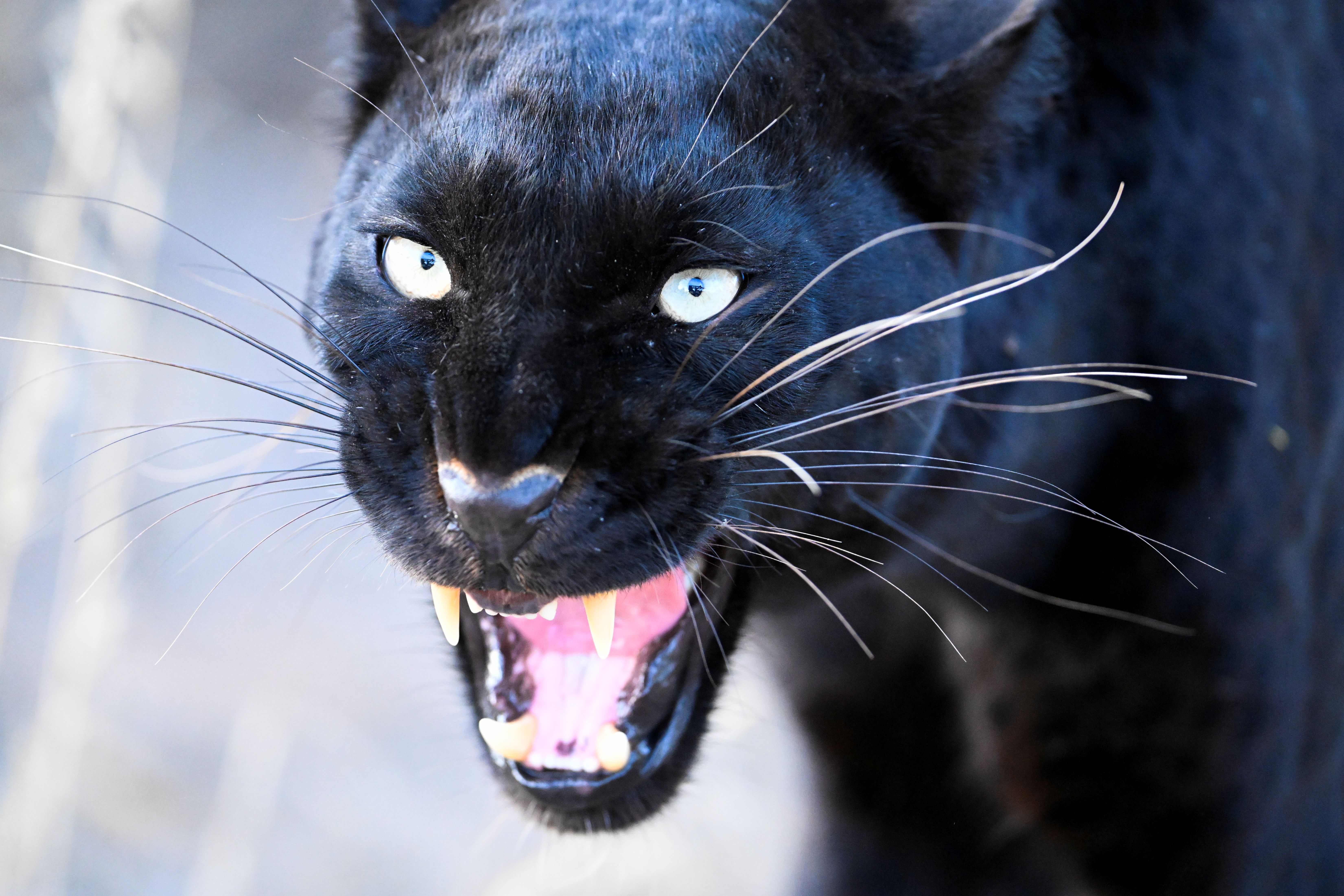 Giza - Black panther in India - Alexander Ley /O - Gallery ROW 1