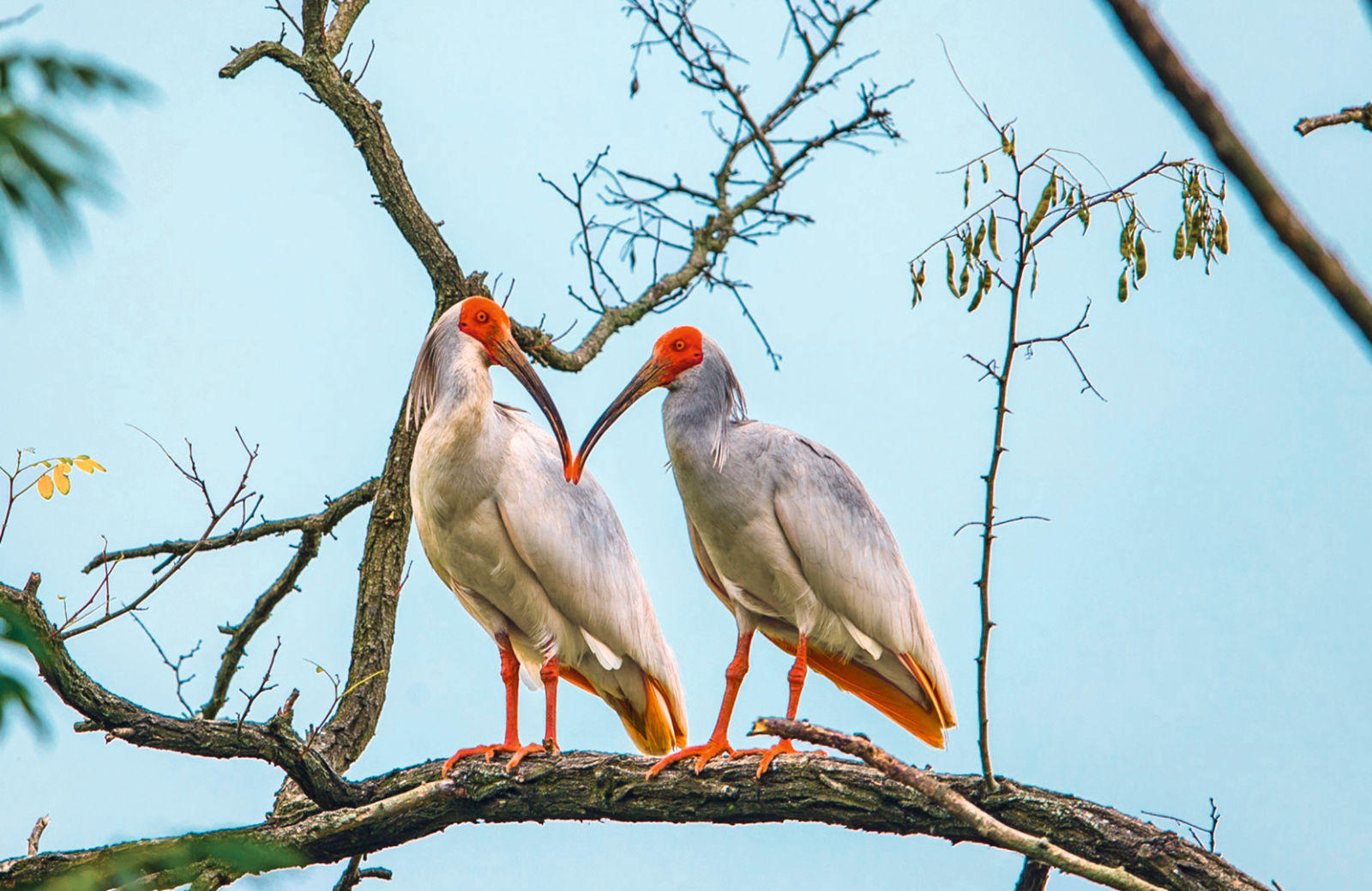 SWAROVSKI OPTIK Closer Birding-Magazin, 2020, Crested Ibis