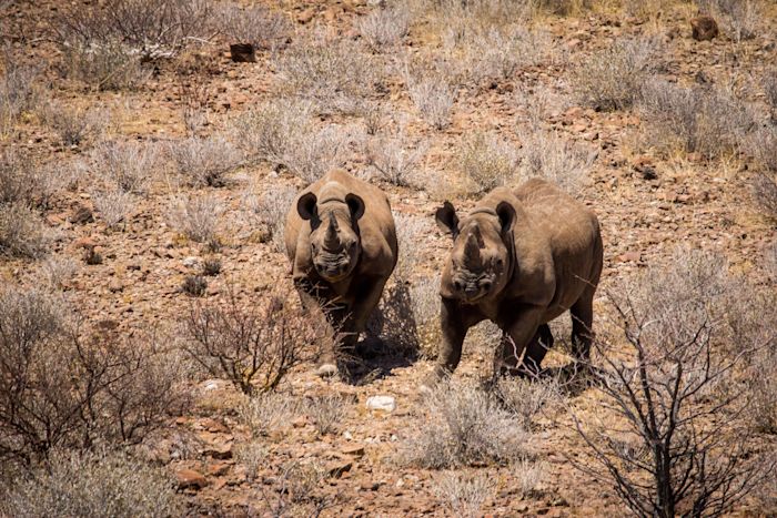 !!! Rhino Tracking - Ultimate Safaris /O IMG 6466