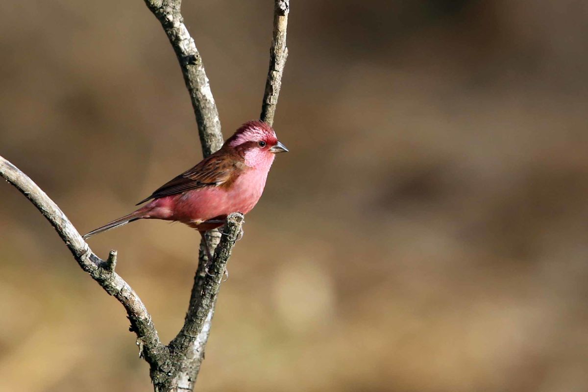 Pink browed rosefinch, Sangalia