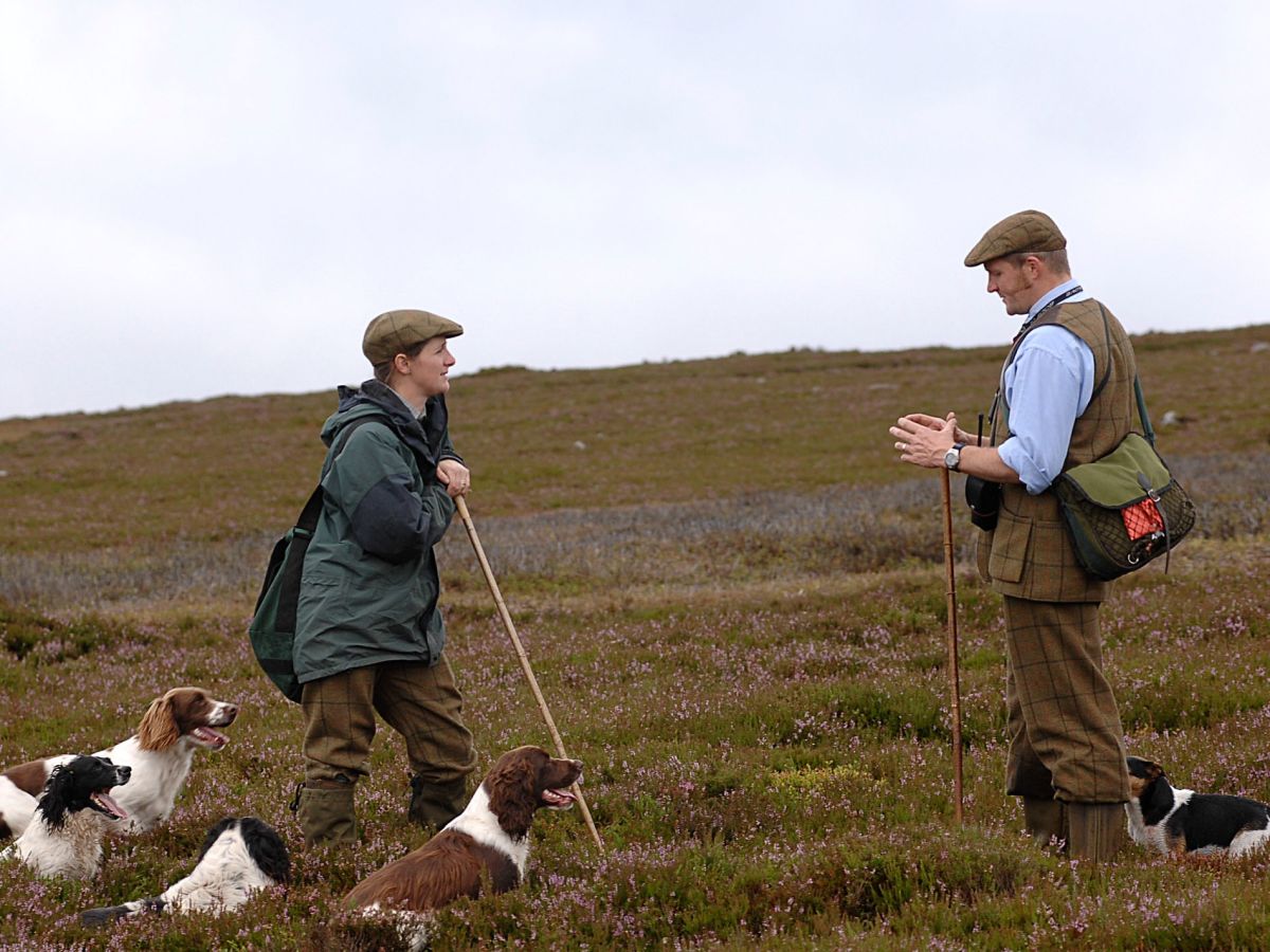 A team of Springer Spaniels prepare to flush grouse in the beating line image by Scott Wicking & Moorland Association
